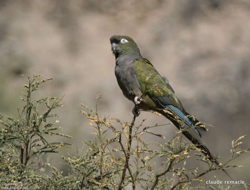 Burrowing Parrotadult, identification