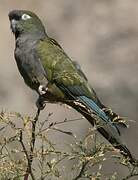 Burrowing Parrot