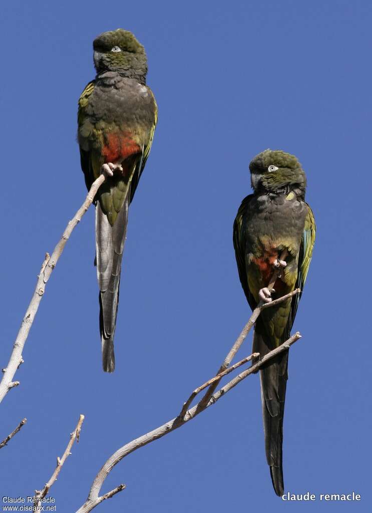 Conure de Patagonieadulte, identification