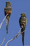 Conure de Patagonie