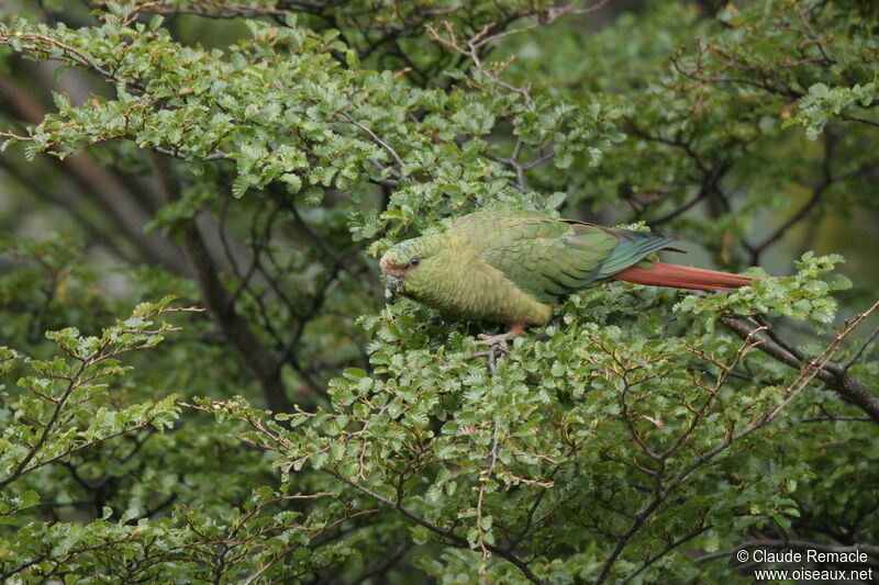 Austral Parakeetadult, habitat