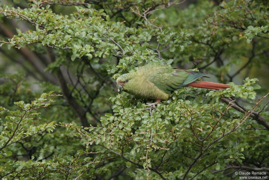 Conure magellaniqueadulte, habitat