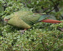 Austral Parakeet