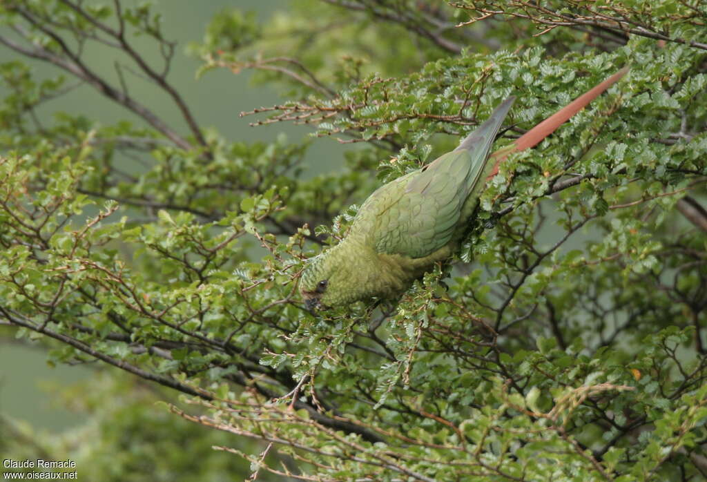 Conure magellaniqueadulte, camouflage, régime, Comportement