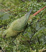 Conure magellanique