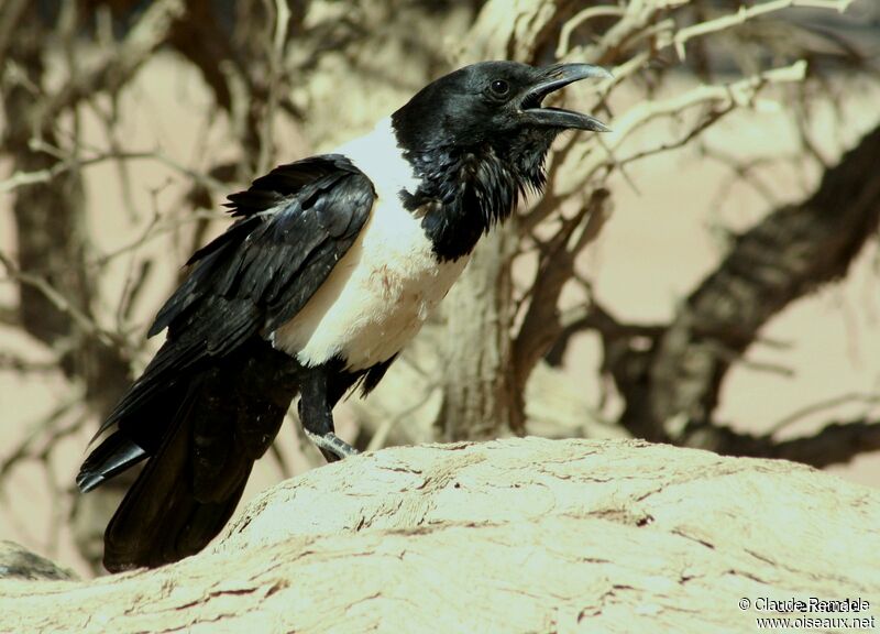 Pied Crowadult, song