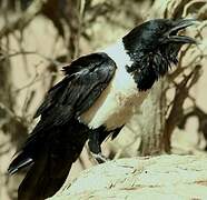 Pied Crow