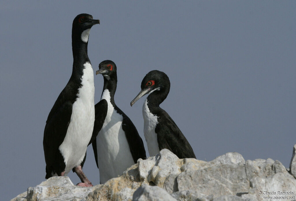 Guanay Cormorant adult breeding, identification