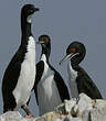 Cormoran de Bougainville