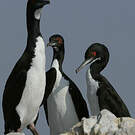 Cormoran de Bougainville