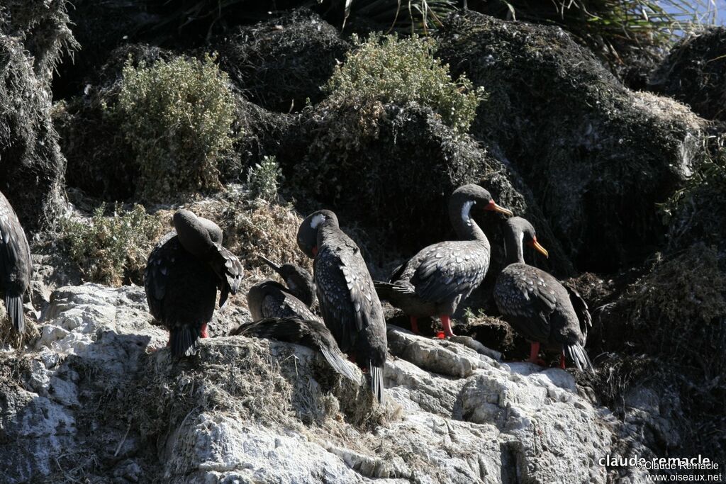 Red-legged Cormorantadult breeding, identification