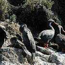 Cormoran de Gaimard