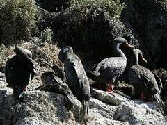 Red-legged Cormorant