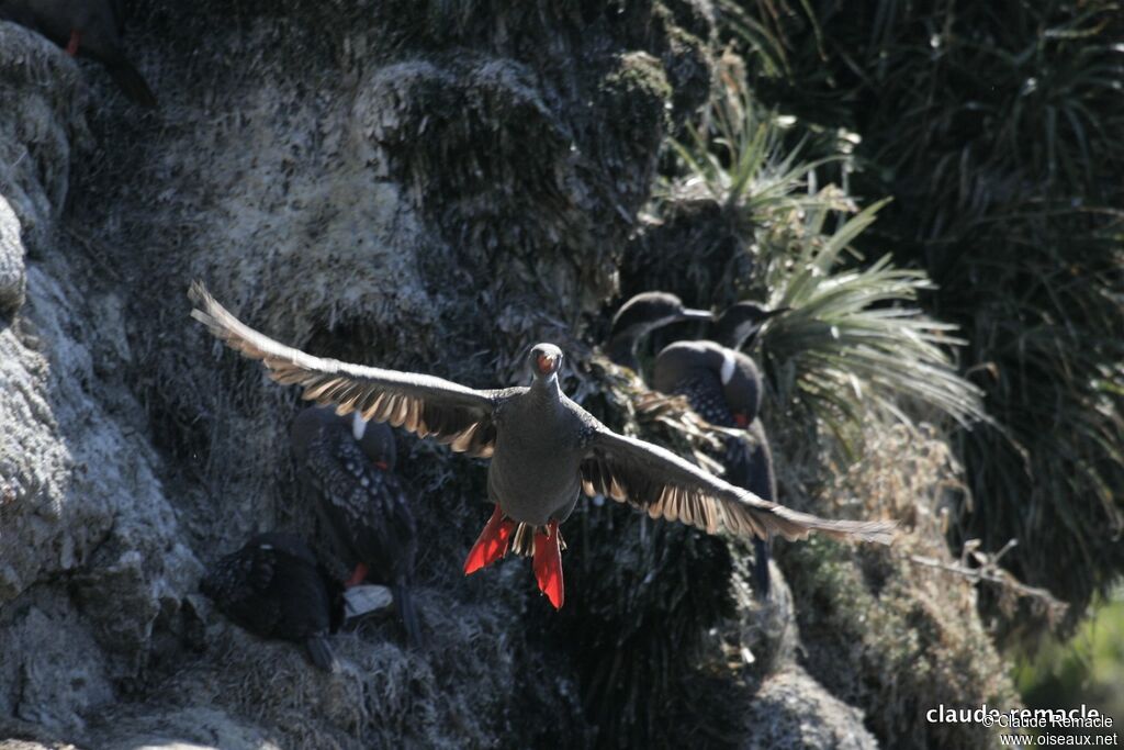 Red-legged Cormorantadult breeding, Flight