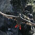 Cormoran de Gaimard