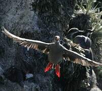 Red-legged Cormorant