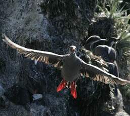 Cormoran de Gaimard