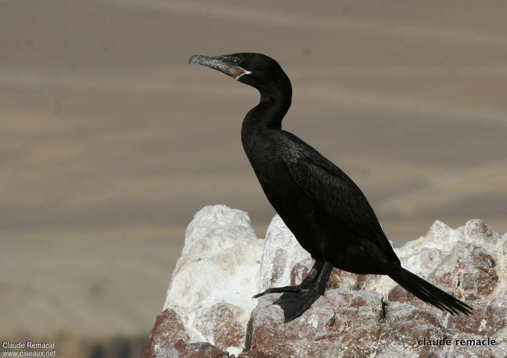 Cormoran viguaadulte nuptial, identification