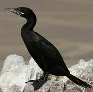 Cormoran vigua