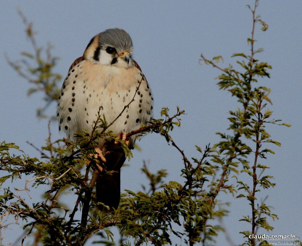 American Kestrel male adult breeding, identification