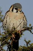 American Kestrel