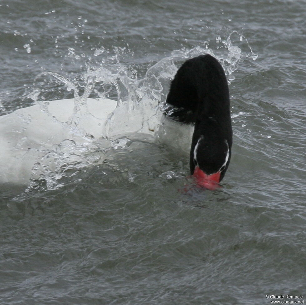 Black-necked Swanadult, Behaviour