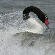 Cygne à cou noir