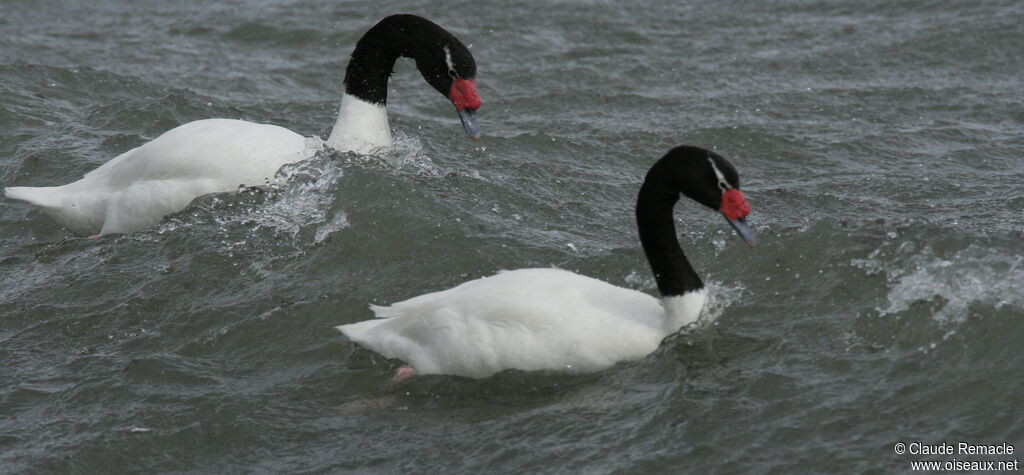 Black-necked Swanadult, identification