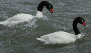 Black-necked Swan