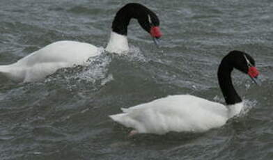 Cygne à cou noir