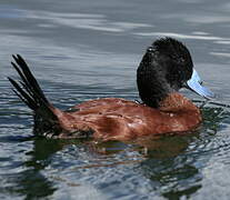 Andean Duck