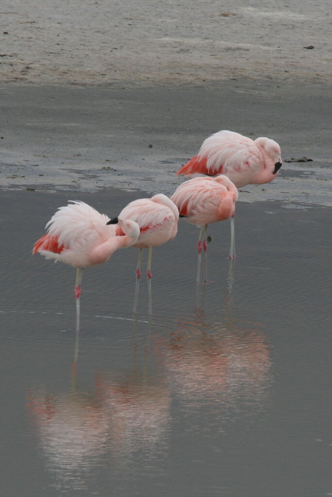 Chilean Flamingo