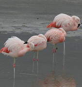 Chilean Flamingo