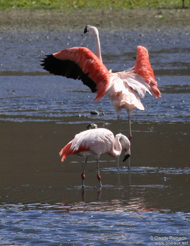Chilean Flamingoadult breeding, identification