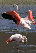 Chilean Flamingo