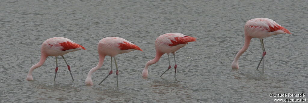 Flamant du Chiliadulte, identification