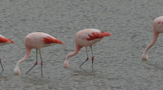 Chilean Flamingo