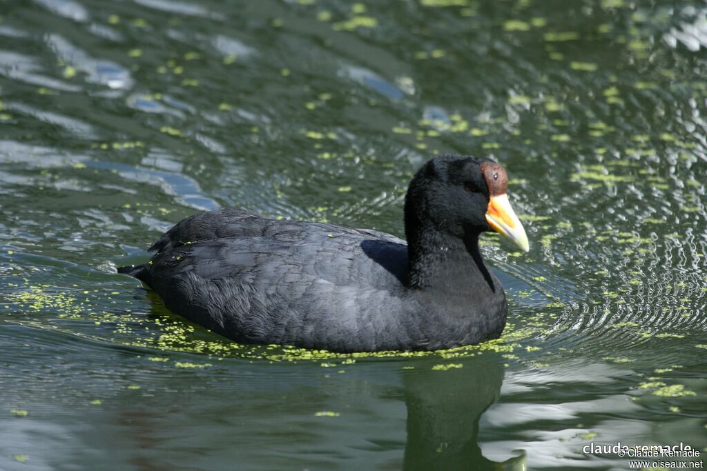 Andean Cootadult breeding, identification