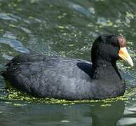 Andean Coot