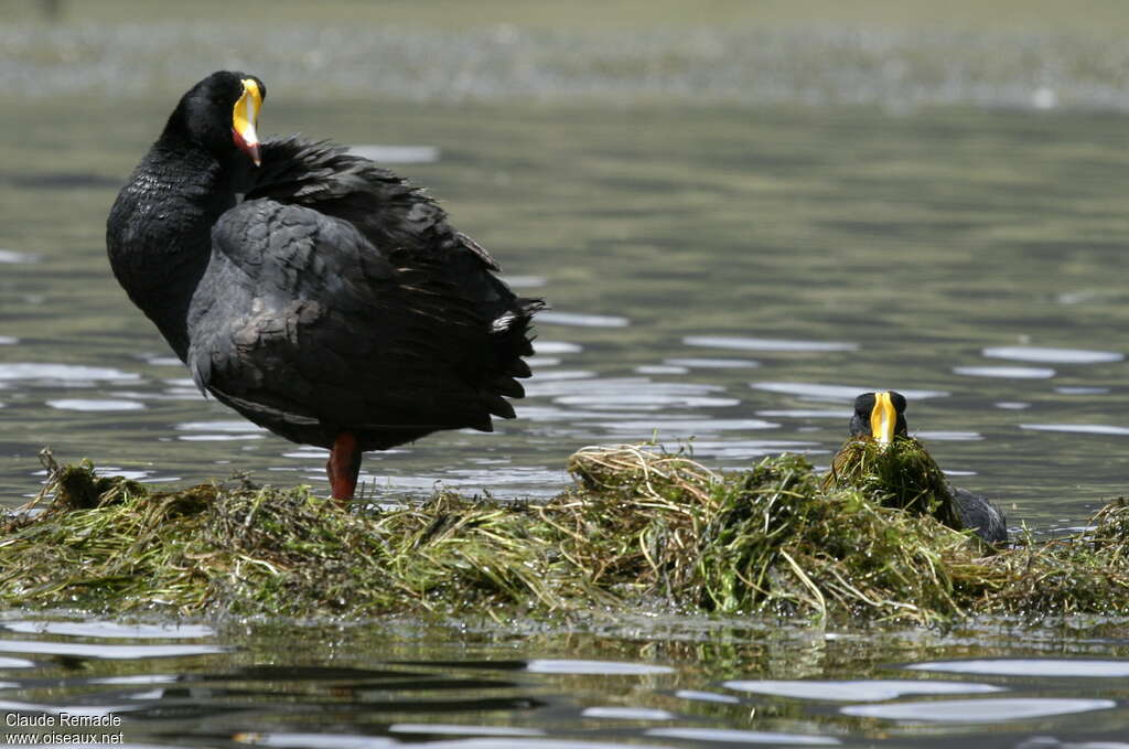 Giant Coot, Reproduction-nesting