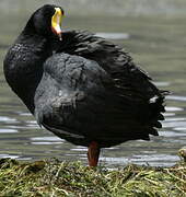 Giant Coot