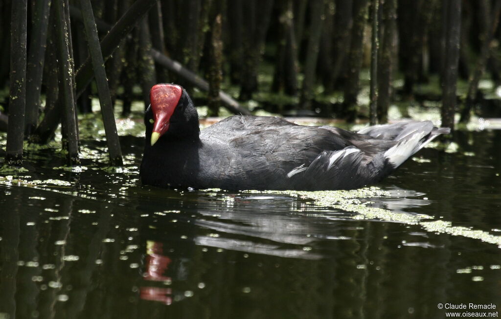 Gallinule d'Amériqueadulte nuptial, identification