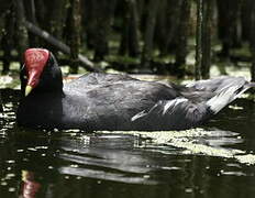 Gallinule d'Amérique