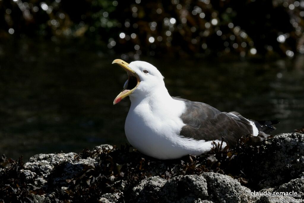 Kelp Gulladult breeding, song