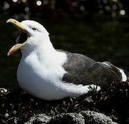 Kelp Gull