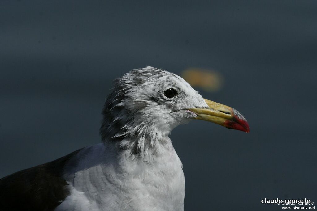 Belcher's Gulladult post breeding, identification