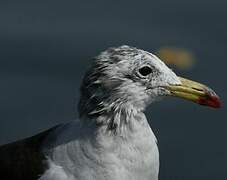 Belcher's Gull