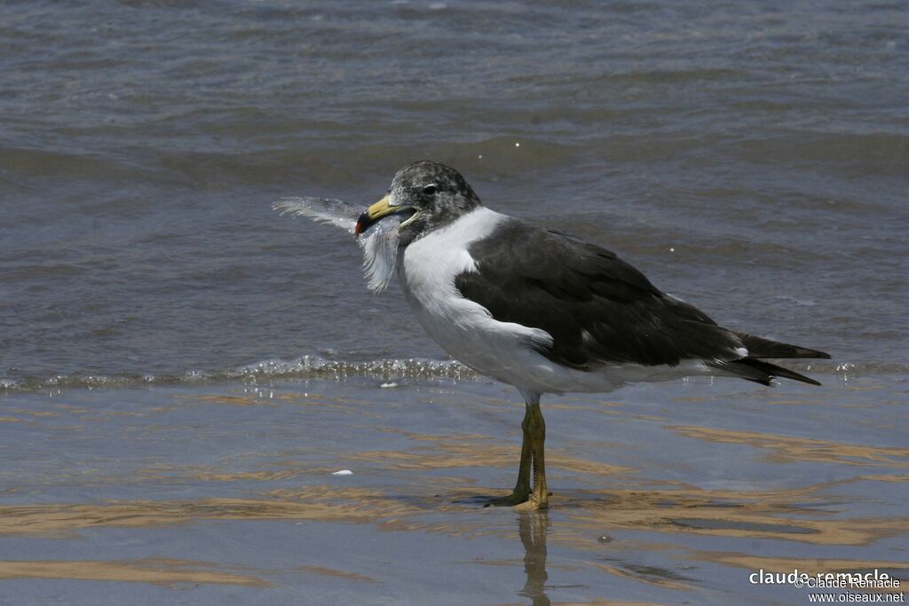 Belcher's Gulladult post breeding, feeding habits