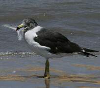 Belcher's Gull