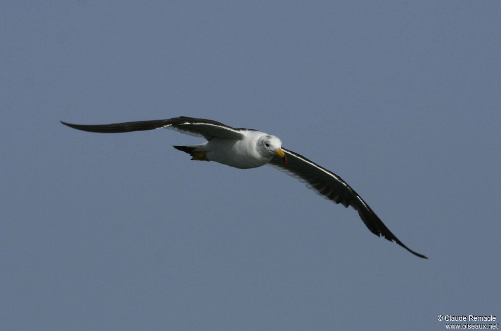 Belcher's Gulladult breeding, Flight